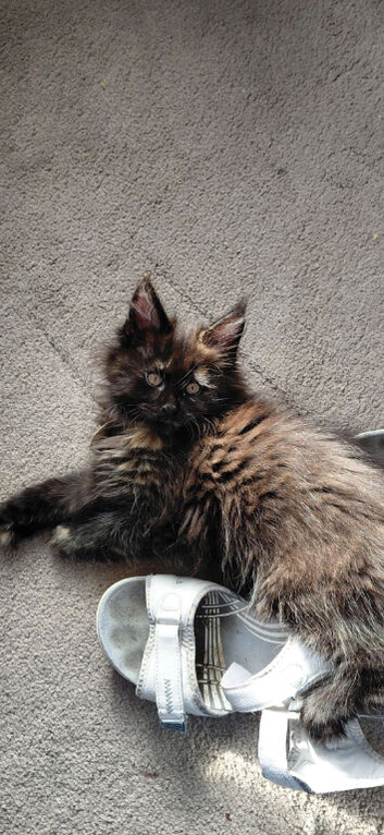 Tica registered x 3 boy black smoke maine coon