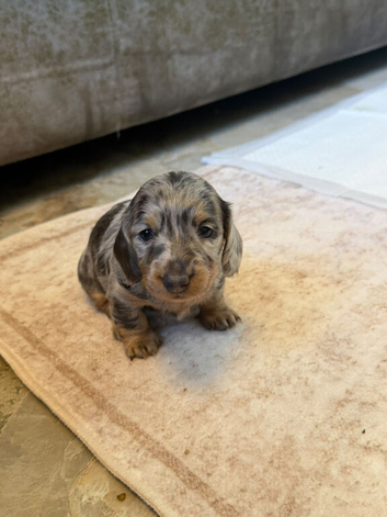 Gorgouse miniture dachshunds