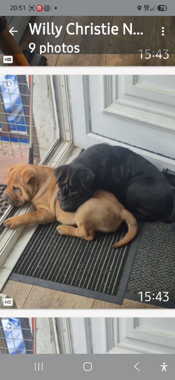 Puppy