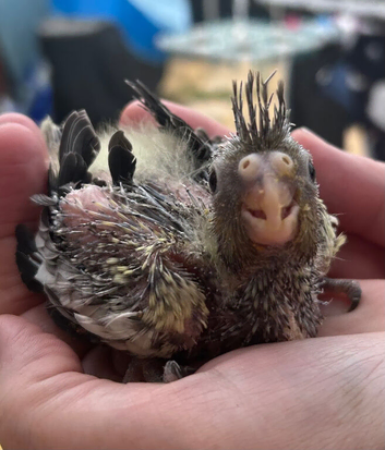 Adorable hand reared baby cockatiel