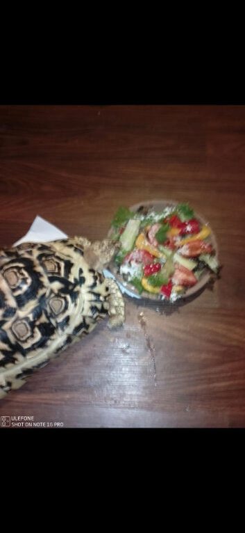 Leopard tortoises