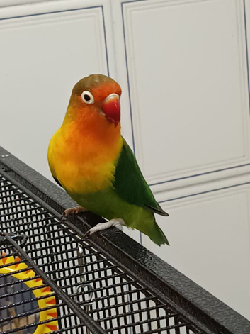 1 girl lovebird