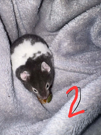 Young syrian hamsters looking for their forever homes