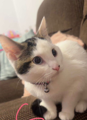Lovely female white cat less then year old