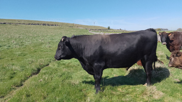 Private Sale of a AA Stock Bull (in working order and has produced good quality prodigy, that can be seen)