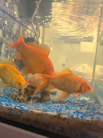 Gold fish