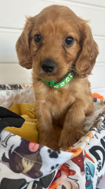 F1cockapoo very playful