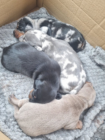 Miniature Dachshund