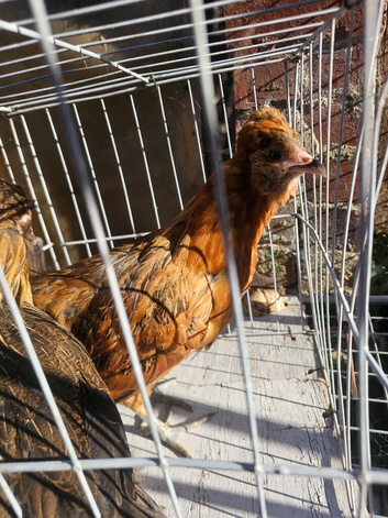 Arancana x Silke pullets