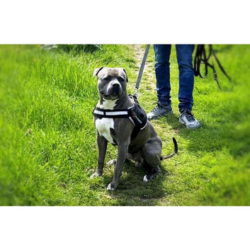 5 year old staffy