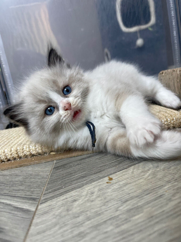 Pedigree Ragdoll
