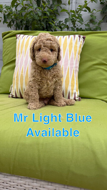 F1BB 3rd generation. miniature labradoodles