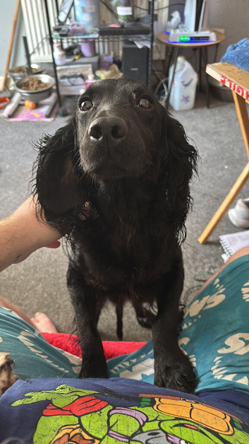 Needing forever home