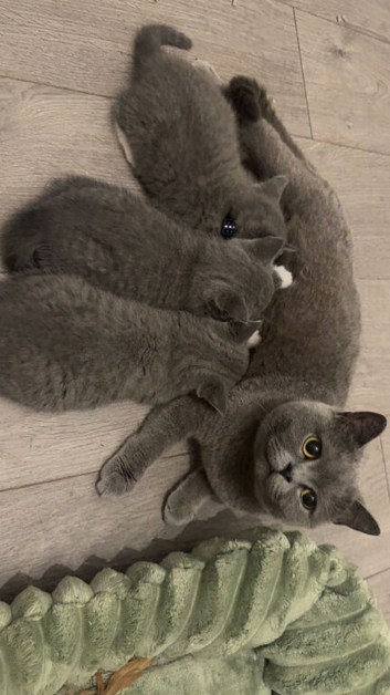 British blue boy for sale ️