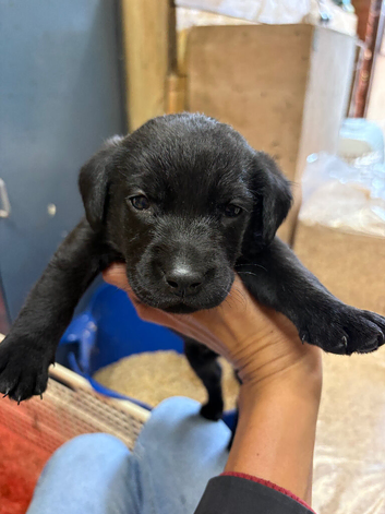 Stunning Black Boy Lab pup