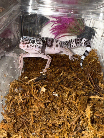 Baby leopard geckos