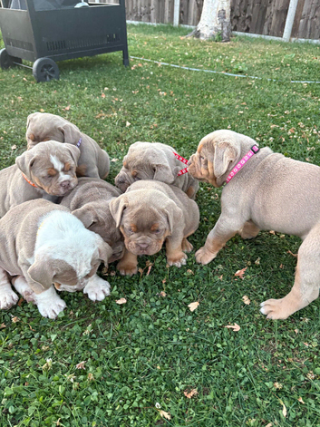 7 Olde English bulldog puppies for sale