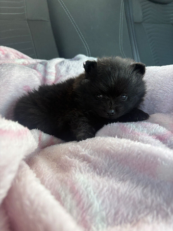 pomeranian teddy bear