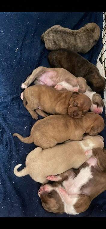 Hungarian vizla x Staffordshire bull terrier x Labrador pups