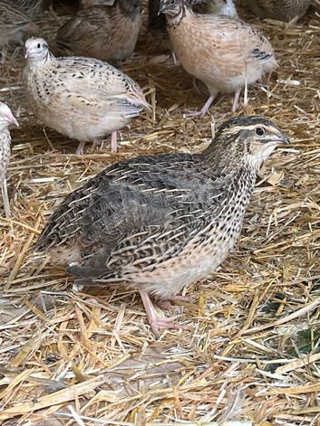Quail - Point of Lay