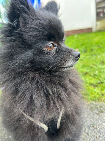 Pomeranian rehome