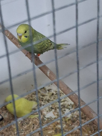 Budgie