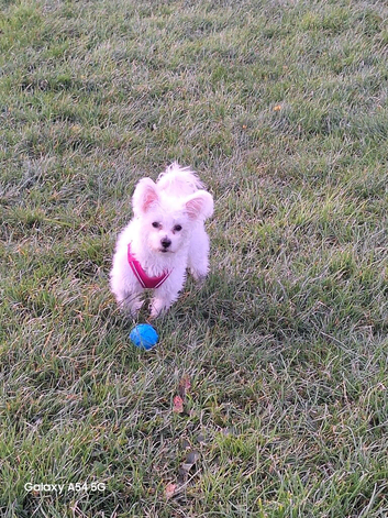First time stud for my girl