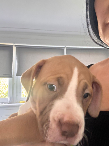 Stunning American bulldog staffy puppies