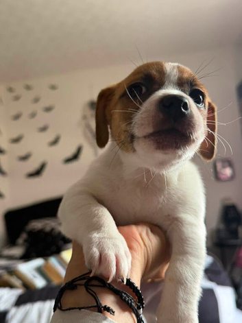 JACKSHUND PUPS