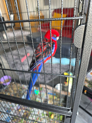 Crimson rosella