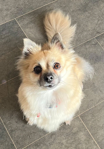 Gorgeous female Pomchi