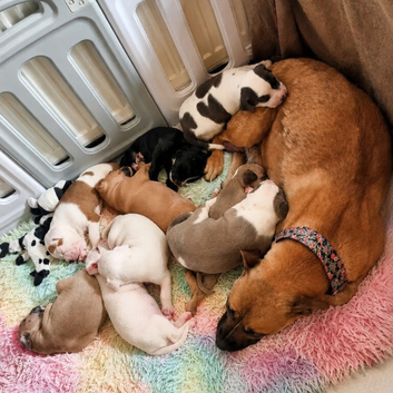 Beautiful puppies