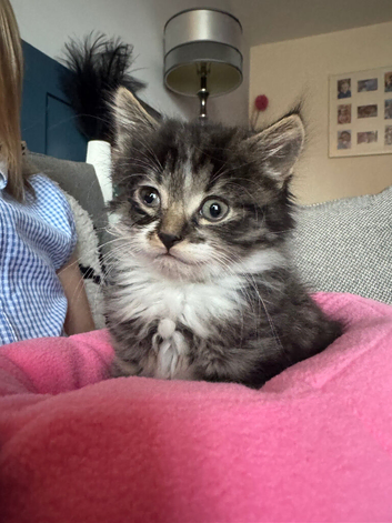 Beautiful fluffy tabby girl