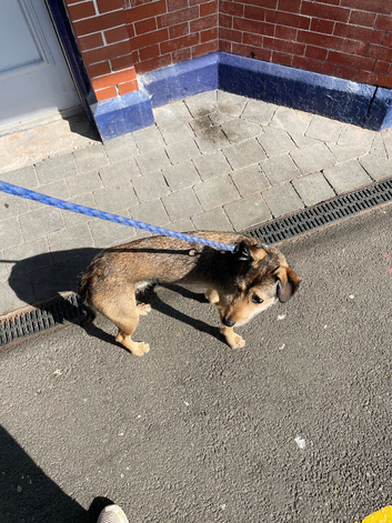 I have this dog pup 18 months olds knows the job
