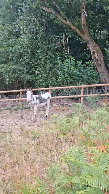 6 yr old jack donkey