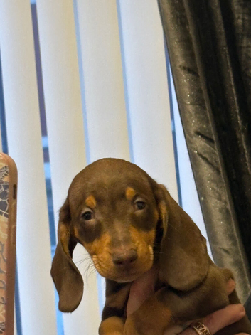 Miniature dachshund