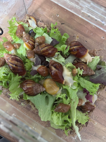 Giant African Land Snail
