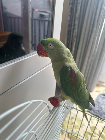 Alexandria parrot for sale