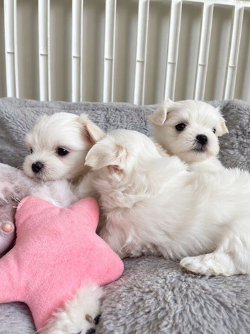 Beautiful KC reg.Maltese puppies
