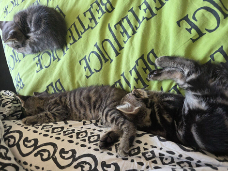 F10 savannah /mixed breed kittens