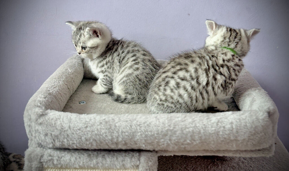GCCF Registered British Shorthair Kittens