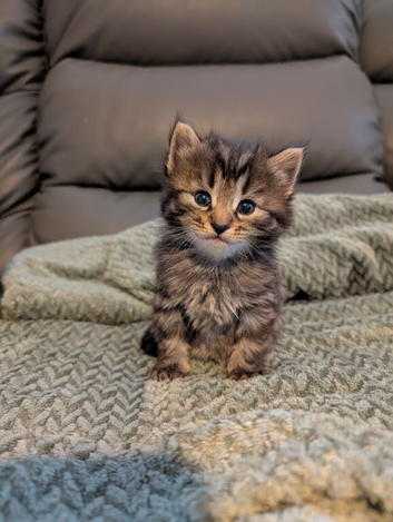 Gorgeous kittens ready for forever home