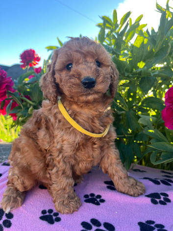 Cockapoo puppies
