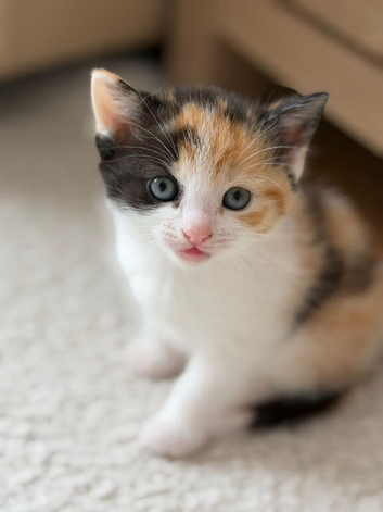 3 months female kitten