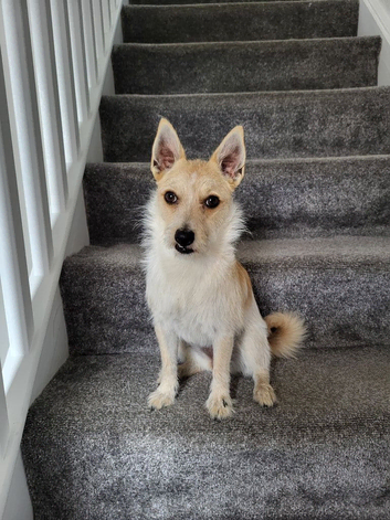 Jack Russell