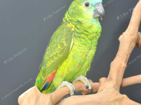 Baby Blue fronted Amazon talking parrots,8