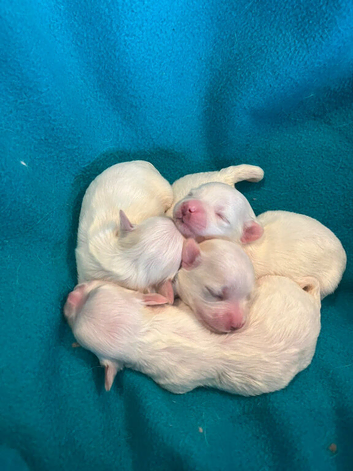 Gorgeous Litter of Maltese Puppies