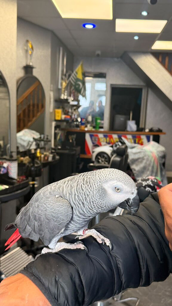 Supertame and Talking African Grey