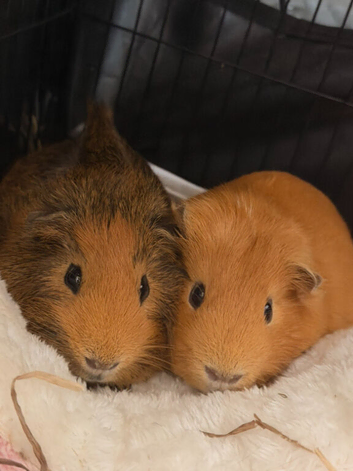 Guinea pigs x2