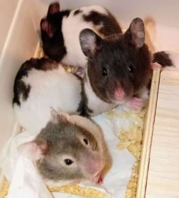 Litter of babies looking for their home